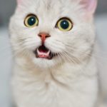Kočka si vytrhává srst? Může se jednat o plísňovou infekci